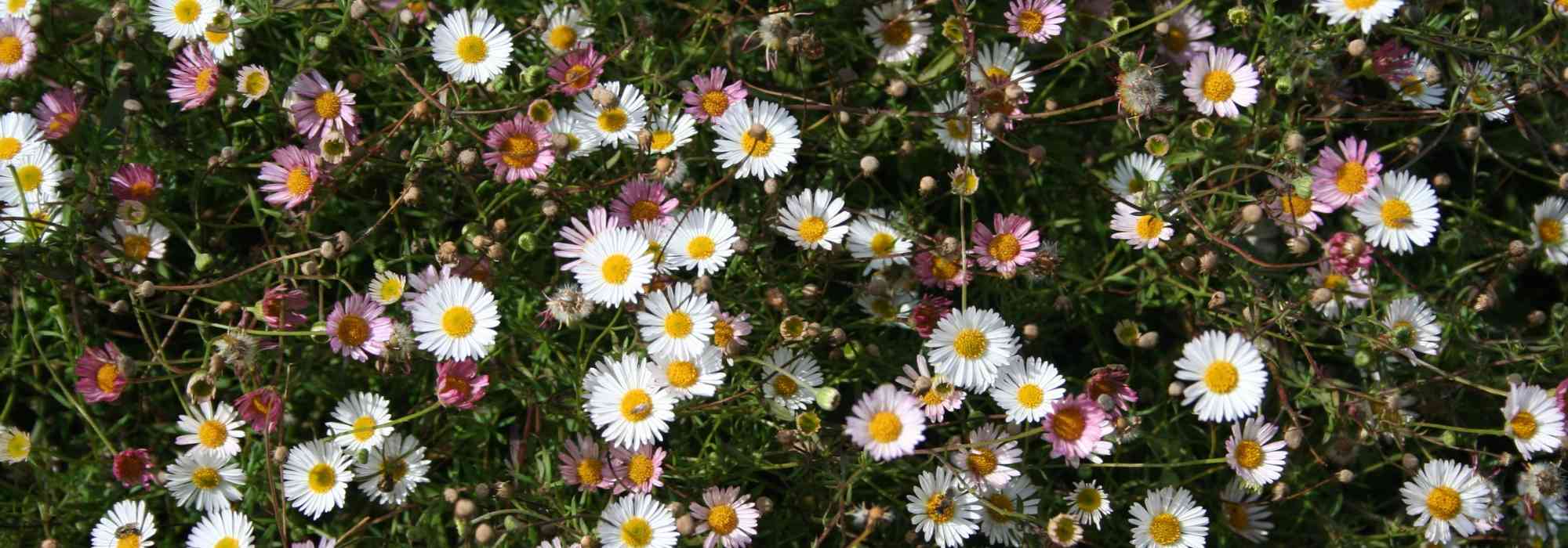 Erigeron, fleabane : planting, growing