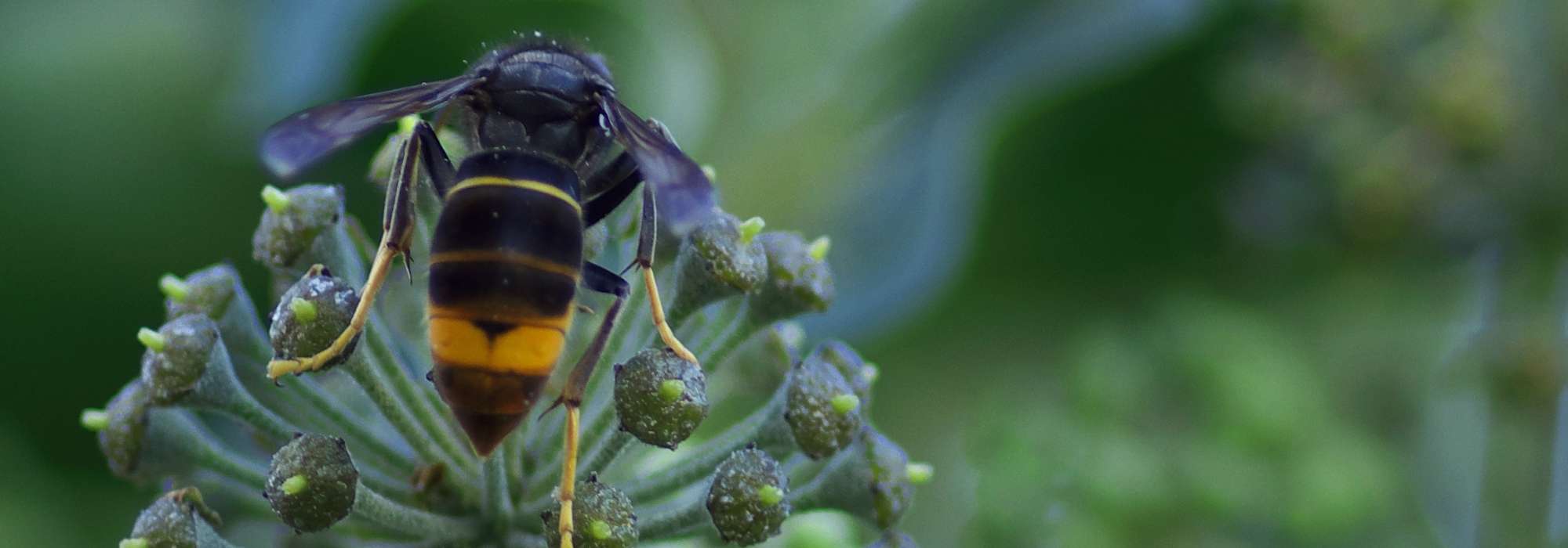 Asian hornet trap: how to make it - illustrated tutorial