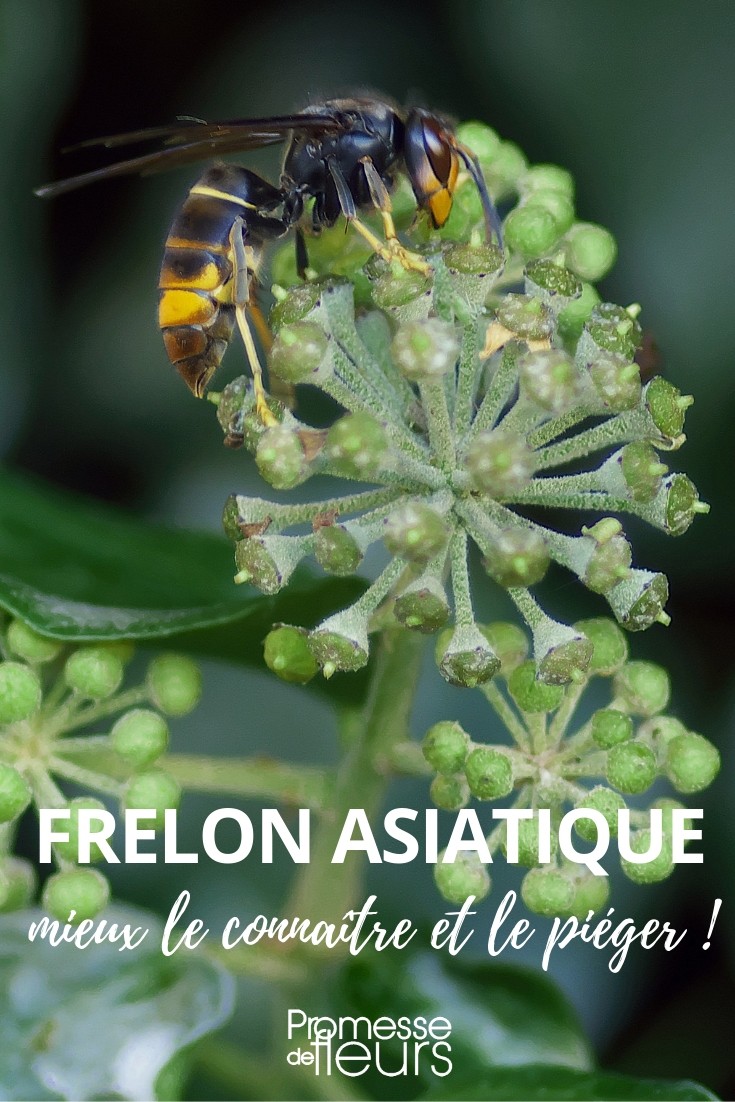 Asian hornet