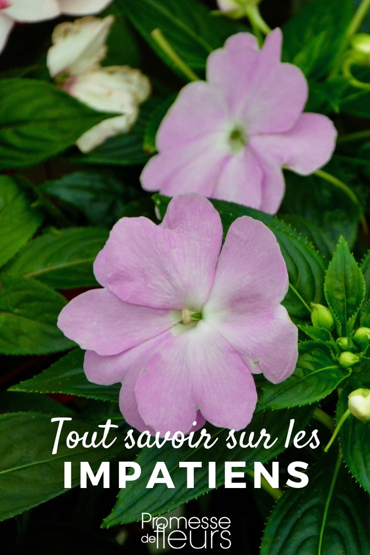 Impatiens: Everything You Need to Know