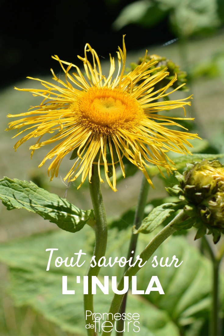 Inula - Elecampane - Everything You Need to Know