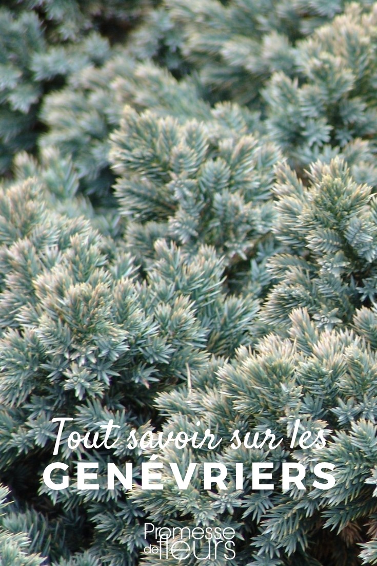 Juniperus: Everything You Need to Know
The Juniperus, commonly known as juniper, is a diverse genus of coniferous plants that are highly valued for their hardy nature and distinctive aromatic qualities. This article delves into the essential aspects of juniper plants, offering insights into their varieties, care requirements, and uses in gardens across the UK and Ireland.
### Varieties of Juniper
Juniper plants come in a wide range of shapes and sizes, from low-growing ground covers to tall trees. Some popular species include Juniperus communis, often referred to as the common juniper, and Juniperus squamata, known for its attractive blue foliage. Each variety has its unique characteristics and suitability to different garden settings and climates.
### Planting and Care
Junipers are renowned for their resilience and can thrive in a variety of soil types, although they prefer well-drained conditions. When planting juniper, choose a location that receives full sun to partial shade. Water the plants regularly during their first growing season to establish a robust root system. Once established, junipers are relatively low-maintenance and drought-resistant.
### Pruning and Maintenance
Pruning is an important aspect of maintaining the health and appearance of juniper plants. It is best done in late winter or early spring before new growth begins. Pruning not only helps shape the plant but also encourages vigorous growth and prevents diseases by improving air circulation within the foliage.
### Uses in Landscaping
Junipers are extremely versatile in landscaping. They can be used as ground covers to control erosion, as privacy screens, or as ornamental features in rock gardens. Their tolerance to wind and salt makes them excellent choices for coastal gardens. Additionally, the berries of some species are used in culinary recipes and to flavour gin, adding an extra layer of utility to this plant.
### Common Pests and Diseases
While junipers are generally robust, they can be susceptible to certain pests and diseases. Spider mites and fungal infections like cedar-apple rust are common issues. Regular monitoring and appropriate treatments can help keep these problems at bay.
In conclusion, whether you are a seasoned gardener or a beginner, junipers offer a low-maintenance and attractive option for enhancing your garden landscape. With their varied forms and uses, these plants can provide year-round interest and functionality to any garden space. Juniper: Everything You Need to Know