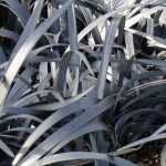<em>Ophiopogon</em>, snake beard: planting and care