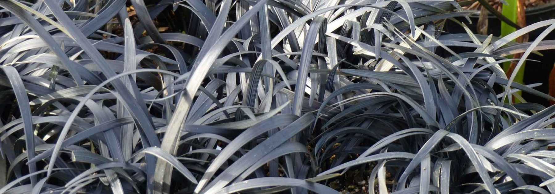 <em>Ophiopogon</em>, snake beard: planting and care