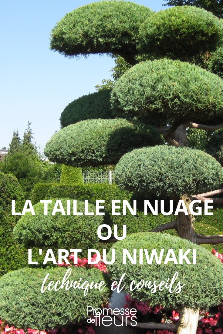 cloud pruning niwaki