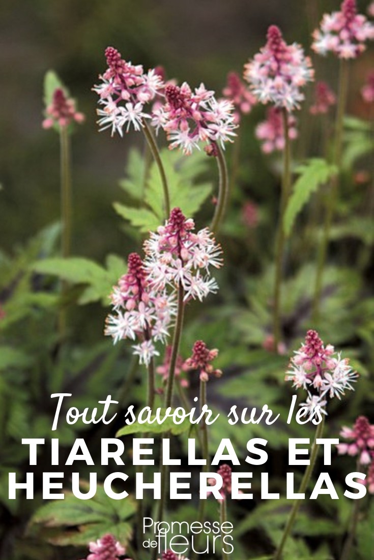 Tiarellas and Heucherellas: Everything You Need to Know