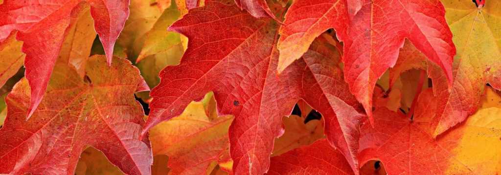 Virginia Creeper: Planting, Care, Pruning