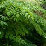 <em>Aralia</em>: planting, cultivation and care