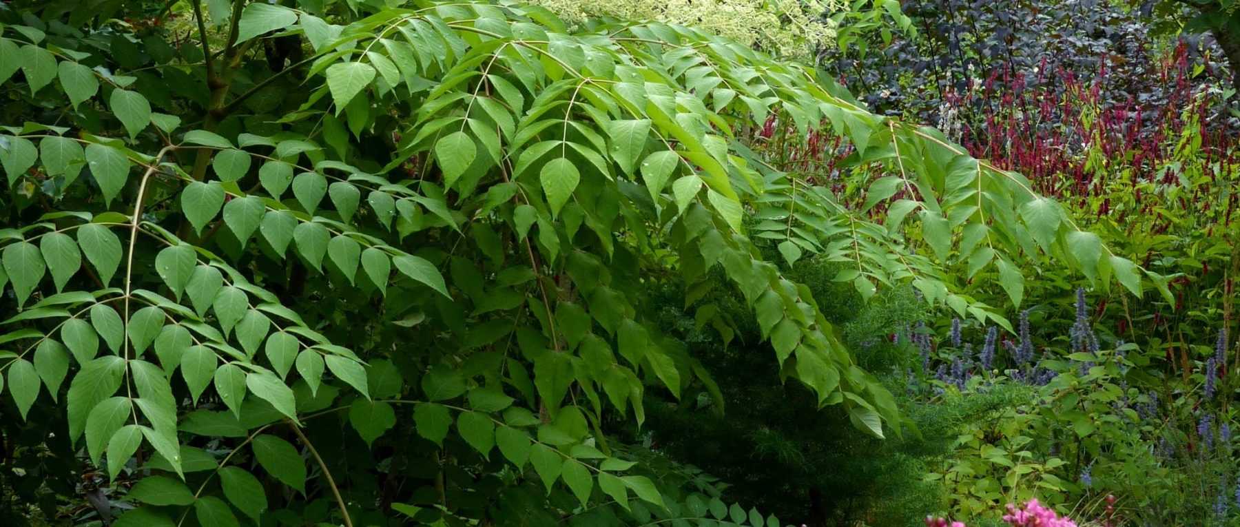 <em>Aralia</em>: planting, cultivation and care