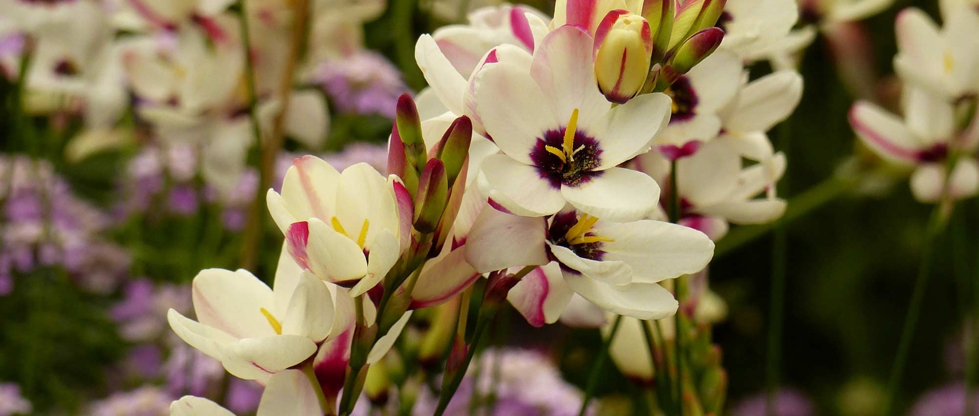 Ixia: planting, cultivation and care