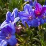 <em>Lithodora</em>: planting, cultivation and care