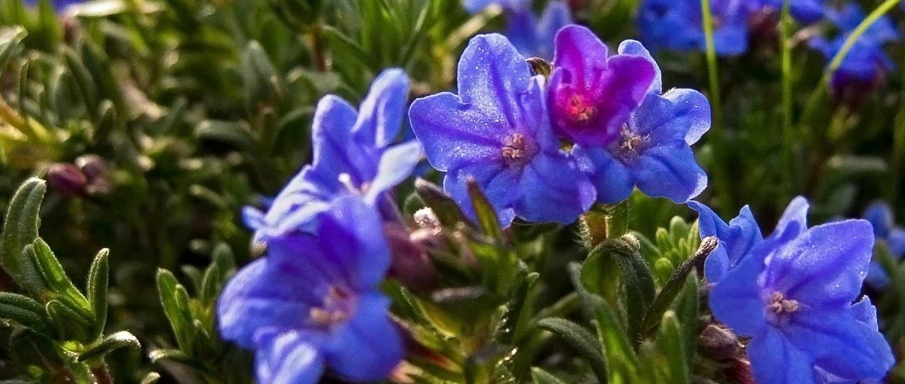 <em>Lithodora</em>: planting, cultivation and care