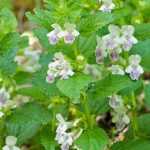 <em>Melittis melissophyllum</em>, melittis: planting and care