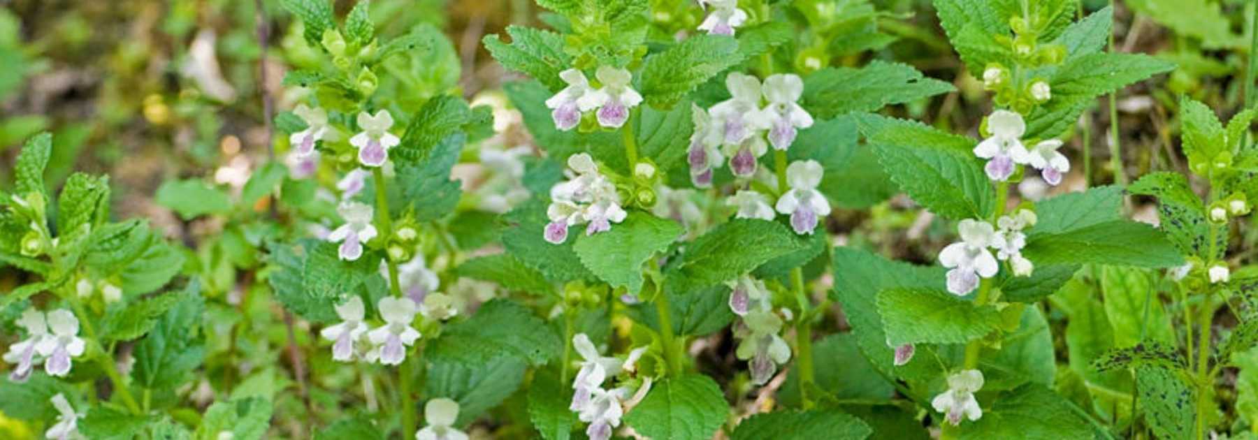 <em>Melittis melissophyllum</em>, melittis: planting and care