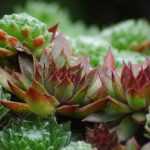 <em>Sempervivum</em>, houseleek: to plant, to grow and to care for