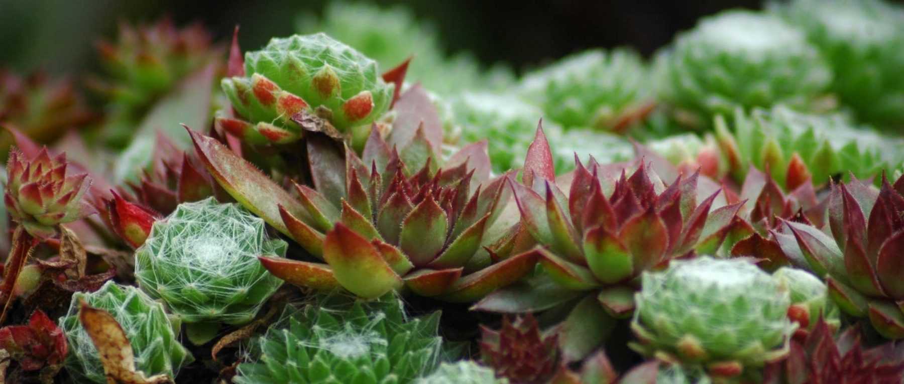 <em>Sempervivum</em>, houseleek: to plant, to grow and to care for