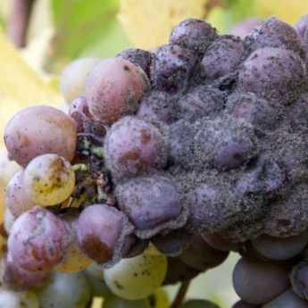 <em>Botrytis</em> or grey mould