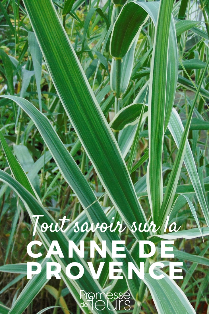 Cane of Provence: Everything You Need to Know
The Cane of Provence, or Arundo donax, is a robust perennial grass that is well-known for its tall, imposing stature and its ability to thrive in a variety of climates. This plant, often seen adorning riverbanks or gracing the landscapes of large gardens, has a multitude of uses and characteristics that make it both practical and appealing to gardeners.
### Characteristics and Growth
The Cane of Provence can reach heights of up to 6 meters, making it a striking addition to any garden space. It prefers full sun and can tolerate a range of soil types, although it thrives best in moist, well-drained soil. This plant is particularly noted for its rapid growth rate and its dense, bamboo-like stalks.
### Uses in the Garden
Due to its tall and dense growth, Arundo donax is often used as a natural screen or windbreak. It can also be used to control erosion on riverbanks or slopes. In addition to its practical applications, the Cane of Provence adds a dramatic visual element to garden designs, particularly in large spaces where its full height and lush foliage can be appreciated.
### Maintenance and Care
While generally low-maintenance, the Cane of Provence does require some care to ensure it remains healthy and manageable. It is important to water it regularly, especially in dry conditions, to maintain its lush appearance. Pruning can be done in late winter to remove old growth and encourage new shoots in the spring.
### Environmental Considerations
It's important to note that in some regions, Arundo donax can be invasive. It is advisable to check local guidelines before planting and to implement measures to control its spread if necessary. This might include planting it in contained areas or using root barriers.
### Conclusion
The Cane of Provence, with its towering presence and versatile nature, offers much to gardeners looking for a plant that is both functional and ornamental. Whether used as a privacy screen, an erosion control method, or simply as a striking feature in a garden, Arundo donax is a plant that commands attention and fulfills multiple roles in the landscape. Arundo donax: Everything You Need to Know
Arundo donax, commonly known as {giant reed}, is a perennial grass species native to the Mediterranean Basin and parts of Asia. It is renowned for its rapid growth and towering stature, often reaching heights of up to 10 metres. This plant is not only striking in appearance but also serves various practical purposes, making it a valuable addition to diverse landscapes.
### Characteristics and Growth
Arundo donax thrives in full sun and prefers moist, well-drained soils. It is highly adaptable and can tolerate a range of soil types, although it performs best in deep, fertile soils. One of the most notable features of the giant reed is its robust growth rate, which can be both a boon and a challenge. It spreads primarily through its rhizomes, making it capable of forming dense thickets.
### Uses in Landscaping
Due to its imposing size and lush foliage, Arundo donax is an excellent choice for creating natural screens or privacy barriers in large gardens. It can also be used as a windbreak or to stabilize soil in erosion-prone areas. However, gardeners should be mindful of its invasive potential and consider implementing control measures such as root barriers when planting.
### Ecological Considerations
While Arundo donax is valued for its aesthetic appeal and utility, it is also known to be invasive in some regions, outcompeting native vegetation and altering habitats. It is crucial for gardeners to be aware of local regulations and the ecological impact of introducing this species into new areas.
### Maintenance and Care
Managing the growth of Arundo donax requires regular maintenance. Cutting back the canes in late winter or early spring can help control its spread and encourage healthier, more manageable growth. Additionally, monitoring for pests and diseases, although relatively uncommon, is advisable to maintain the plant's health and vigour.
### Conclusion
Arundo donax, with its majestic stature and rapid growth, offers both beauty and functionality in the garden. However, responsible cultivation is essential to prevent it from becoming a nuisance or an ecological threat. By understanding its characteristics and needs, gardeners can make the most of this impressive species while mitigating its potential downsides.