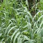 Giant reed, <em>Arundo donax</em>: planting, cultivation, care