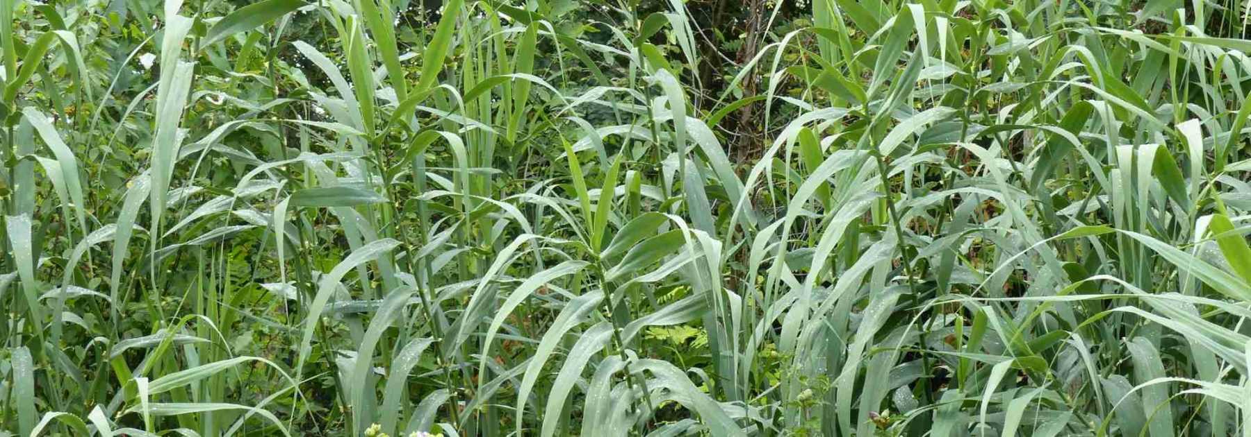 Giant reed, <em>Arundo donax</em>: planting, cultivation, care