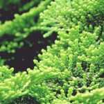 <em>Chamaecyparis</em>, false cypress: planting, pruning and care