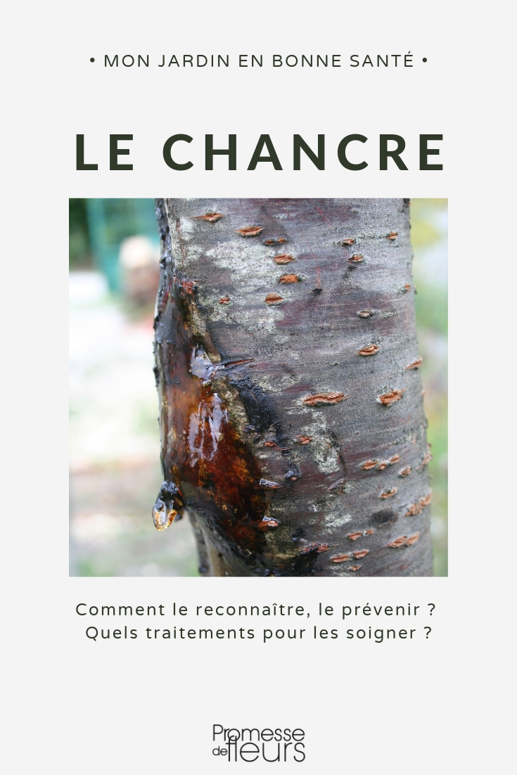canker tree