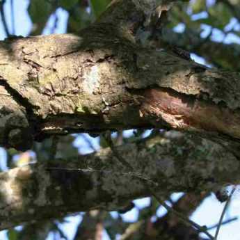 Canker of trees and fruit trees