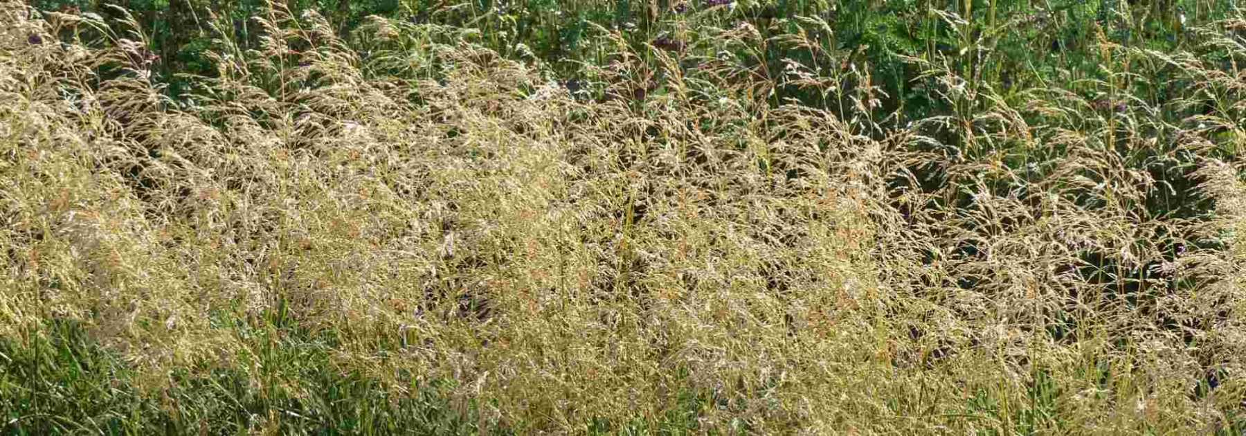 <em>Deschampsia</em>, tufted hair-grass: planting, care and companion planting