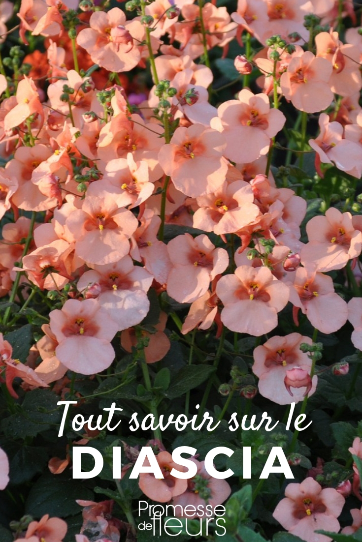 Everything You Need to Know About Diascia diascia