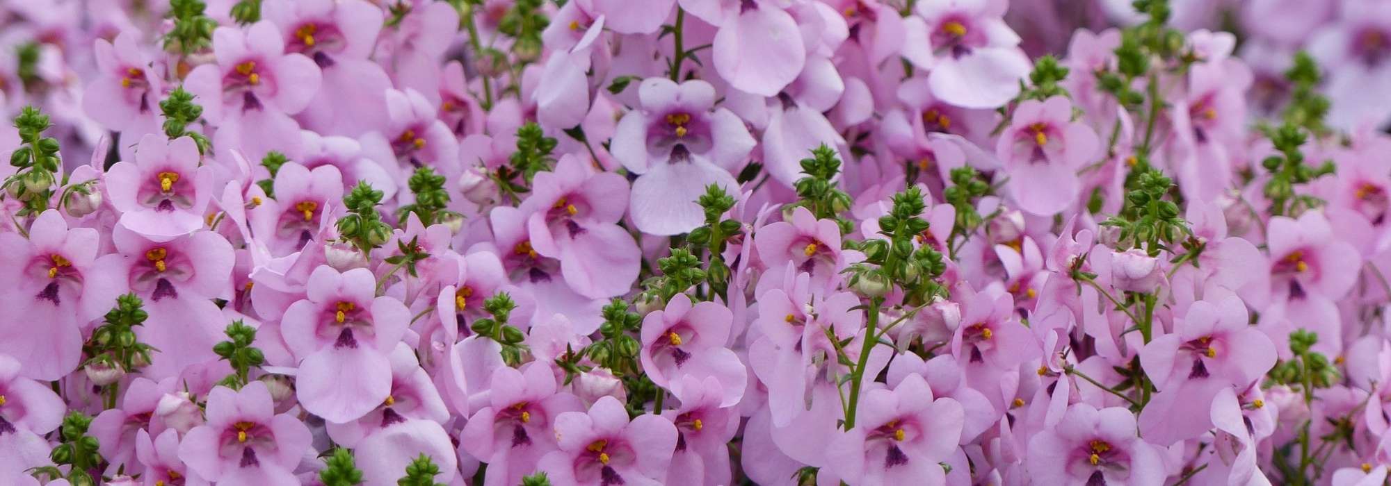 Diascia: sow, plant, grow