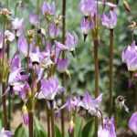 <em>Dodecatheon</em>, Virginia shooting star: to plant, to grow
