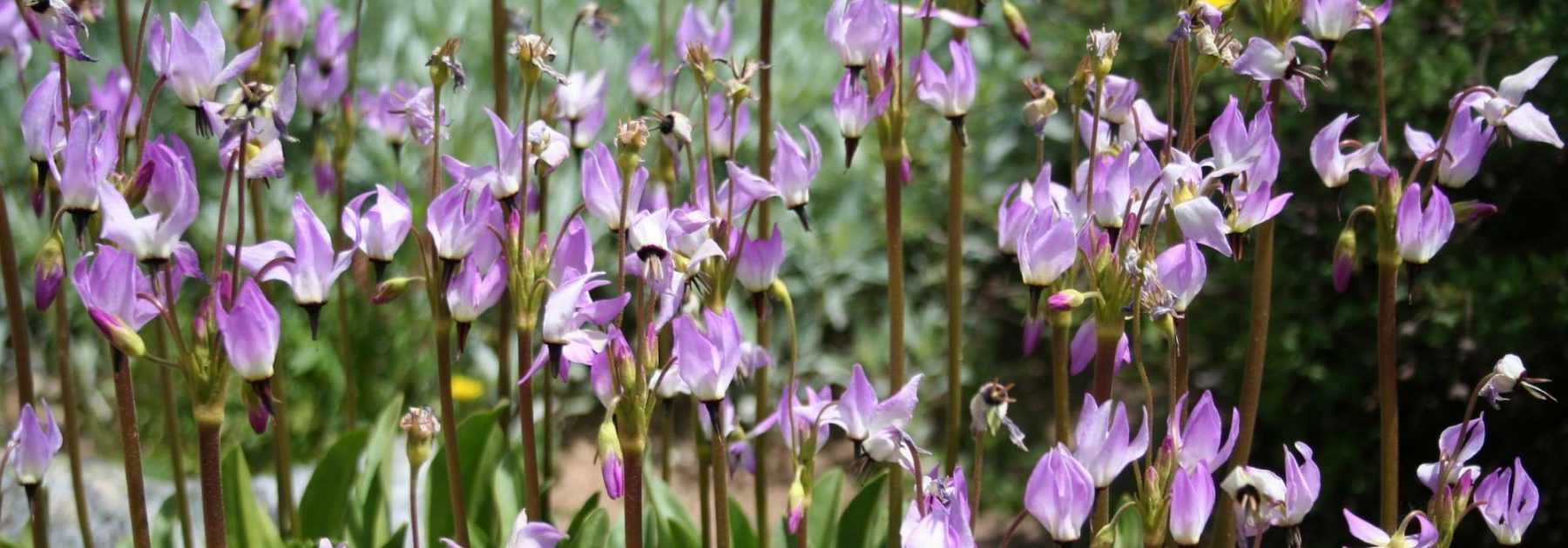 <em>Dodecatheon</em>, Virginia shooting star: to plant, to grow