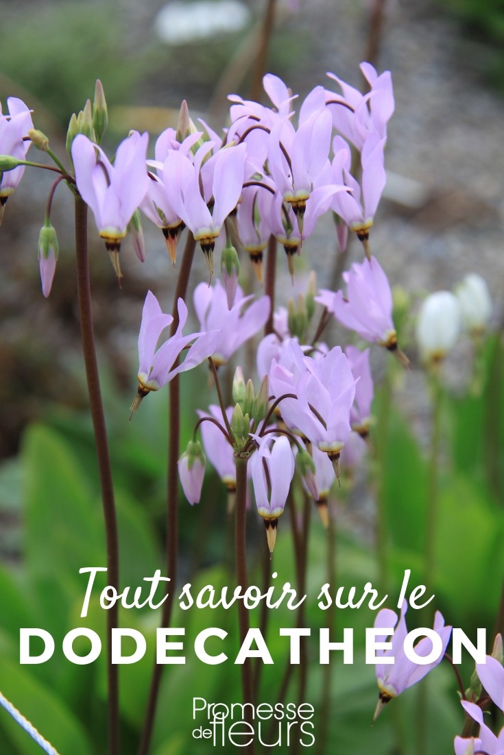 Dodecatheon: Everything You Need to Know
The Dodecatheon, commonly known as "shooting star," is a captivating perennial that adds a touch of whimsy to any garden. Native to North America, these plants are renowned for their unique flower structure and their ability to thrive in a variety of environments.
### Characteristics of Dodecatheon
Dodecatheon species typically feature clumps of basal leaves from which emerge tall, slender stems topped with an umbrella of delicate flowers. The flowers are distinguished by their inverted petals, which sweep back, resembling a comet with a tail. This distinctive appearance has earned them the charming nickname "shooting star."
### Ideal Growing Conditions
Shooting stars prefer moist, well-drained soil and can often be found in the wild along stream banks and in woodland areas. They thrive in partial to full shade, making them excellent candidates for underplanting beneath taller shrubs or trees. In terms of hardiness, most species are suitable for USDA zones 4 through 8.
### Planting and Care
To plant Dodecatheon, choose a spot that mimics their natural habitat. Incorporate plenty of organic matter into the soil to ensure good drainage and moisture retention. Space the plants about 30 cm apart to allow for mature spread.
Water regularly, especially during dry spells, to keep the soil consistently moist. While they are low-maintenance, applying a layer of mulch can help retain soil moisture and suppress weeds.
### Propagation
Dodecatheon can be propagated by seed or by dividing clumps in early spring or fall. Division is often the easier method for gardeners, as it helps maintain vigorous growth and can rejuvenate older clumps that have begun to decline in performance.
### Common Varieties
There are several popular varieties of Dodecatheon, each with its own unique appeal:
- **Dodecatheon meadia**: Often known as the "prairie shooting star," this variety boasts pink to white flowers and adapts well to garden conditions.
- **Dodecatheon pulchellum**: Known as the "dark-throat shooting star," it features rich, magenta flowers with a contrasting yellow and black center.
### In the Garden
Dodecatheon makes an excellent addition to woodland gardens, shade gardens, or along the edges of water features where the soil remains moist. Their springtime blooms provide an early season nectar source for pollinators such as bees and butterflies.
### Conclusion
The Dodecatheon is a delightful perennial that offers both aesthetic appeal and ease of care. By mimicking their natural conditions and providing regular moisture, these "shooting stars" can become a highlight in the shady parts of your garden, bringing beauty and interest to your outdoor space each spring. Virginia spiderwort