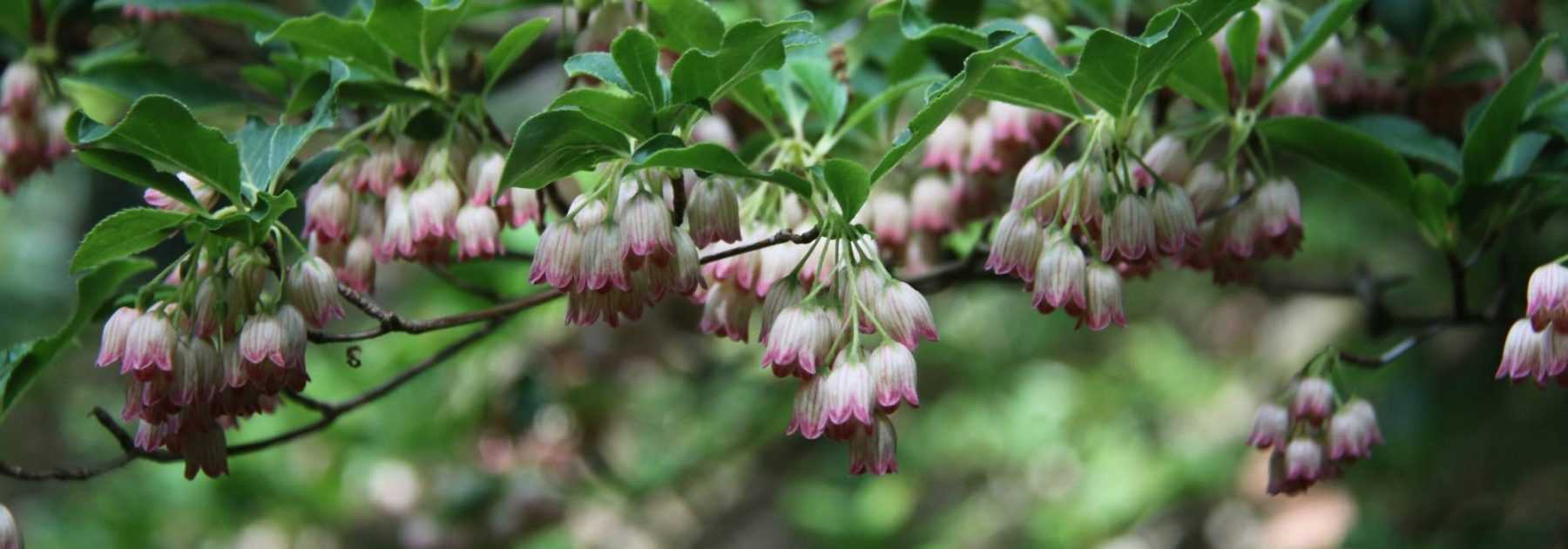 <em>Enkianthus</em>, campanulate andromeda: to plant, to grow, to care for