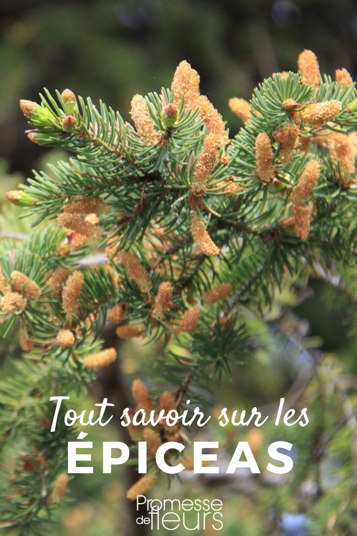Understanding Picea: Everything You Need to Know

Picea, commonly known as spruce, is a genus of coniferous trees in the Pinaceae family, which are appreciated for their evergreen beauty and robust nature. These trees are native to northern temperate and boreal regions around the globe. Spruces are popular in both natural and cultivated landscapes, valued for their versatility and aesthetic appeal.

### Characteristics of Picea

Spruces are large trees, typically reaching heights of 20-60 meters. They have a pyramidal shape with whorled branches and thin, scaly bark. The leaves of a spruce are needle-like, with a four-sided shape that allows them to resist cold and drought effectively. These needles are attached to the branch in a spiral pattern, which is a distinctive feature of the genus.

### Varieties and Uses

There are several species of Picea, each with unique characteristics and uses. Some of the most well-known include:

- **Picea abies** (Norway Spruce): Widely used in Europe for timber and Christmas trees.
- **Picea glauca** (White Spruce): Known for its hardiness and used extensively in the paper industry.
- **Picea pungens** (Blue Spruce): Noted for its striking blue foliage and popular as an ornamental tree.

Spruces are not only important commercially but are also vital for wildlife, providing habitat and food for various bird species and small mammals.

### Planting and Care

To thrive, spruces require well-drained soil and full sun exposure. They are relatively low-maintenance but do need some basic care to prevent common issues such as pest infestations and diseases. Regular watering during dry periods, mulching to retain soil moisture, and periodic checks for pests can help maintain the health of these trees.

### Conclusion

Spruces are a magnificent addition to any landscape, offering year-round visual interest and numerous benefits for the environment and wildlife. Whether you are looking to create a privacy screen, add a focal point to your garden, or simply enjoy the natural beauty of these trees, Picea offers a variety of options to suit any need.