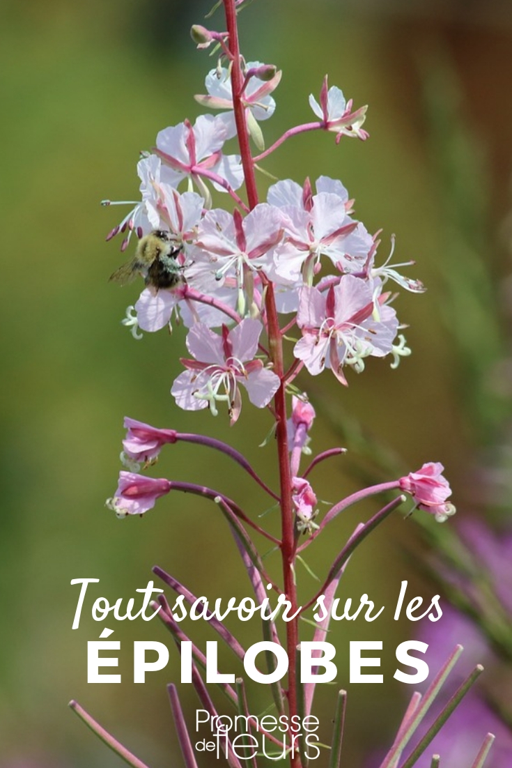 All About Willowherbs Willowherb: Planting and Cultivating