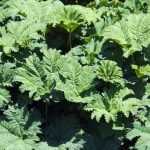 Gunnera, Brazilian giant rhubarb: planting and care