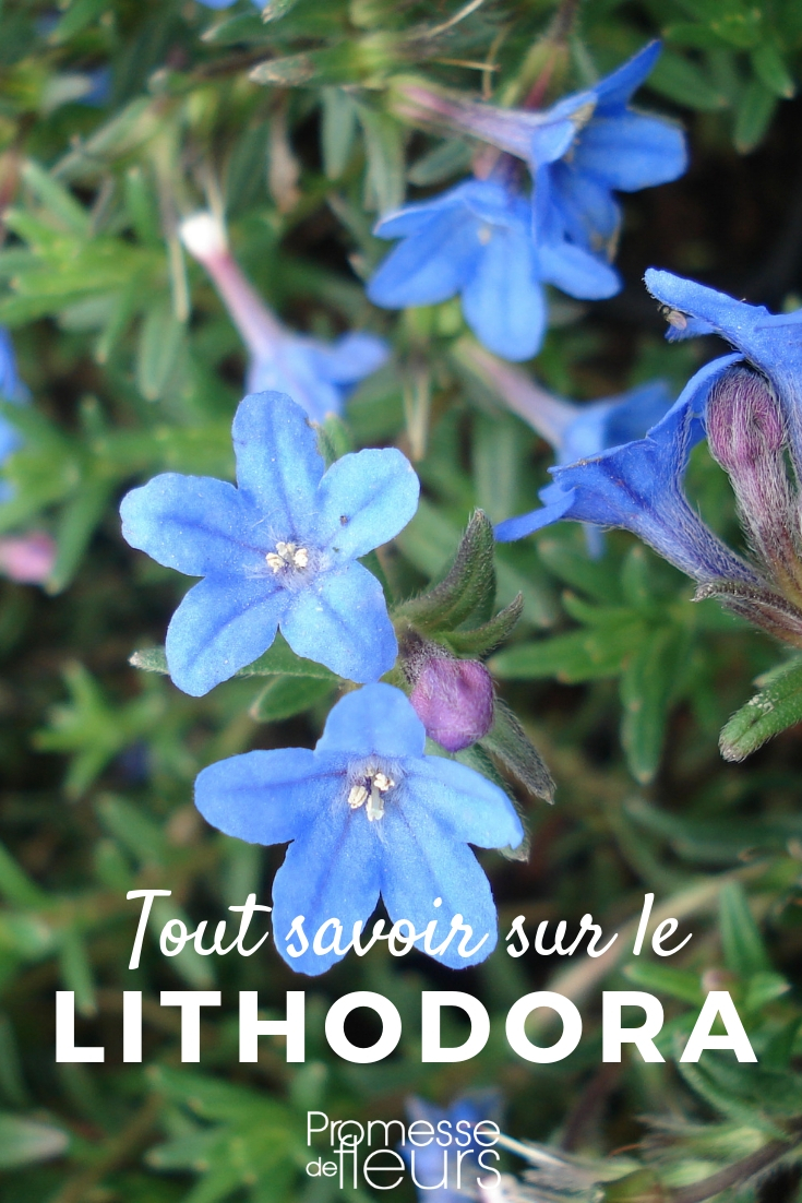 Lithodora: Everything You Need to Know
Lithodora, a charming addition to any garden, is celebrated for its vibrant blue flowers and ground-covering abilities. This perennial plant, belonging to the Boraginaceae family, thrives in well-drained, acidic soils and is perfect for rock gardens, borders, or cascading over walls.
### Ideal Growing Conditions
For optimal growth, Lithodora requires a position in full sun, although it can tolerate partial shade. The soil should be acidic, light, and well-drained to prevent waterlogging, which can lead to root rot. In alkaline soils, Lithodora struggles to survive, so it's crucial to adjust the soil's pH accordingly if necessary.
### Planting and Care
Plant Lithodora in spring or autumn. Space the plants about 30 cm apart to allow for spreading. Water regularly during the first growing season to establish a robust root system. Once established, Lithodora is relatively drought-tolerant, but it benefits from occasional watering during prolonged dry spells.
Feeding is not generally necessary, but an application of a fertilizer formulated for acid-loving plants can be beneficial in spring. Pruning is simple: after flowering, trim the plants to keep them compact and encourage a bushy growth.
### Common Issues
Lithodora is generally pest-free, but it can suffer from root rot if the soil is not well-drained. Also, in alkaline soils, the leaves may turn yellow—a condition known as chlorosis, which is remediable by applying chelated iron.
### Varieties to Consider
- **Lithodora diffusa 'Heavenly Blue'**: Renowned for its deep blue flowers, this variety is a popular choice for its vigorous growth and stunning colour.
- **Lithodora diffusa 'Grace Ward'**: Known for its true blue flowers and dense, mat-forming habit, it's ideal for creating a carpet of colour.
Lithodora not only adds a splash of colour to your garden but also attracts pollinators such as bees, making it a beneficial plant for biodiversity. Whether used in rockeries, along pathways, or in containers, Lithodora is a versatile plant that brings enduring beauty to any setting. lithodora, gromwell