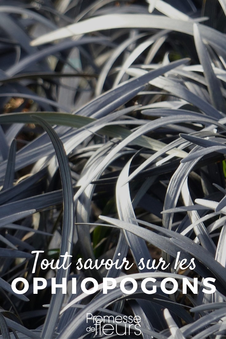 Ophiopogon: Everything You Need to Know
The Ophiopogon, commonly known as the "lilyturf" in the UK, is a versatile and attractive plant that can add a touch of elegance to any garden. This perennial is known for its grass-like leaves and small, bell-shaped flowers, making it a popular choice among gardeners and landscapers.
### Characteristics of Ophiopogon
Ophiopogon is a hardy plant that thrives in both sun and shade, making it extremely adaptable to different garden settings. It has a clumping habit and typically grows to a height of about 20 to 30 cm. The leaves are long, narrow, and dark green, providing a striking contrast to lighter-coloured plants in the garden.
### Varieties of Ophiopogon
There are several varieties of Ophiopogon to choose from, each with its unique characteristics. Some popular varieties include:
- **Ophiopogon planiscapus 'Nigrescens'**: Also known as the black lilyturf, this variety is renowned for its almost black, glossy leaves and is a dramatic addition to any garden.
- **Ophiopogon japonicus**: Often used as a ground cover, this variety has green, grassy leaves and is very resilient, making it ideal for creating a lush, green carpet in shaded areas.
### Planting and Care
Ophiopogon is relatively low-maintenance but does require some basic care to thrive:
- **Soil**: It prefers well-drained, fertile soil. Adding organic matter to the planting hole will encourage healthy growth.
- **Watering**: While it is drought-tolerant once established, regular watering during dry spells will keep it looking its best.
- **Feeding**: A light application of a balanced fertiliser during the growing season can promote lush, vibrant foliage.
- **Pruning**: Little pruning is required. However, removing dead leaves can help maintain its neat appearance.
### Uses in the Garden
Thanks to its compact growth and striking foliage, Ophiopogon is excellent for various garden uses:
- **Borders**: Its tidy habit makes it perfect for edging borders or pathways.
- **Containers**: It works well in pots, where its foliage can complement other plants or stand out on its own.
- **Underplanting**: It is ideal for underplanting larger shrubs or trees, filling the space with its dense foliage.
### Conclusion
Ophiopogon is a durable and attractive choice for any gardener looking to add texture and colour to their garden. With its easy care and versatile nature, it's sure to be a standout feature in any outdoor space. Whether planted in borders, containers, or as ground cover, lilyturf can provide year-round interest and beauty. Everything You Need to Know About the Snake's Beard