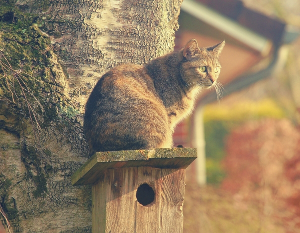 Cats and birds: incompatible in the garden? My tips to protect them.