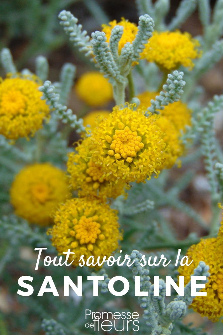 Cotton Lavender: Everything You Need to Know
Cotton Lavender, scientifically known as Santolina chamaecyparissus, is a delightful addition to any garden, offering not only visual appeal with its silvery foliage and vibrant yellow flowers but also serving as a practical choice for its pest-repelling properties. In this article, we'll explore everything you need to know about cultivating and caring for Cotton Lavender in your garden.
### Planting Cotton Lavender
Cotton Lavender thrives in well-drained soil and a sunny spot. It's particularly suited to rock gardens, borders, and as a ground cover, where its compact and bushy form can be fully appreciated. When planting, ensure the soil is loose and free from any standing water to prevent root rot.
### Care and Maintenance
Once established, Cotton Lavender is relatively low-maintenance. It requires minimal watering, making it an excellent plant for xeriscaping or drought-prone areas. Pruning should be done in early spring to maintain its shape and promote denser growth. This also helps in preventing the plant from becoming too woody.
### Pest Control Benefits
One of the standout features of Cotton Lavender is its natural ability to repel insects, making it a valuable companion plant in vegetable gardens or near patios. Its strong scent is particularly effective against moths, beetles, and other pests.
### Uses in Landscaping
With its unique texture and colour, Cotton Lavender can be used to create visually striking contrasts in the garden. It pairs well with other Mediterranean plants like lavender and rosemary, creating a cohesive and low-maintenance garden scheme.
### Conclusion
Cotton Lavender is not only aesthetically pleasing but also practical, making it a must-have for any gardener looking to add a touch of elegance and functionality to their outdoor space. Whether you're a seasoned gardener or just starting out, incorporating Cotton Lavender into your garden can bring numerous benefits, from enhancing the visual appeal to naturally protecting your garden from pests. Understanding Santolina: Everything You Need to Know
Santolina, commonly known as lavender cotton, is a delightful addition to any garden, offering not only visual appeal with its silvery-green foliage but also a pleasant aroma reminiscent of lavender. This hardy plant thrives in well-drained soil and full sun, making it an excellent choice for borders, rock gardens, or as a low hedge.
### Key Characteristics
- **Botanical Name:** Santolina chamaecyparissus
- **Common Names:** Lavender cotton, grey santolina
- **Hardiness:** Generally hardy in the UK and Ireland
- **Growth Habit:** Compact and bushy
- **Height and Spread:** Up to 50 cm high and 60 cm wide
- **Foliage:** Fine, silvery-grey leaves
- **Flowers:** Small, bright yellow flowers in summer
### Planting and Care
- **Soil Requirements:** Prefers light, well-drained soil. Tolerant of poor soils.
- **Watering Needs:** Drought-tolerant once established. Water moderately.
- **Sun Exposure:** Requires full sun to thrive.
- **Pruning:** Prune in early spring to maintain shape and promote denser foliage.
### Uses in the Garden
Santolina is versatile and can be used in various garden settings:
- **As a border plant:** Its compact size and neat growth habit make it ideal for borders.
- **In rock gardens:** Its tolerance for dry, poor soils makes it perfect for rock garden settings.
- **As ground cover:** Effective at suppressing weeds due to its dense growth.
- **For aromatic gardens:** Its foliage releases a pleasant scent when brushed against.
### Companion Plants
Santolina pairs well with other Mediterranean plants such as lavender, rosemary, and thyme, which require similar growing conditions.
### Propagation
- **By Cuttings:** Take cuttings in late summer.
- **By Division:** Divide in spring or autumn.
### Common Issues
- **Pests:** Generally pest-free, but watch for aphids.
- **Diseases:** Root rot can occur in poorly drained soils.
In conclusion, Santolina is a low-maintenance plant that adds texture and colour to gardens. Its drought tolerance and ability to thrive in less fertile soils make it a valuable plant for challenging conditions. Whether used for its decorative foliage, aromatic properties, or as part of a sustainable garden design, Santolina is a plant that offers multiple benefits to gardeners.