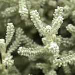 <em>Santolina</em>: planting, caring for, pruning