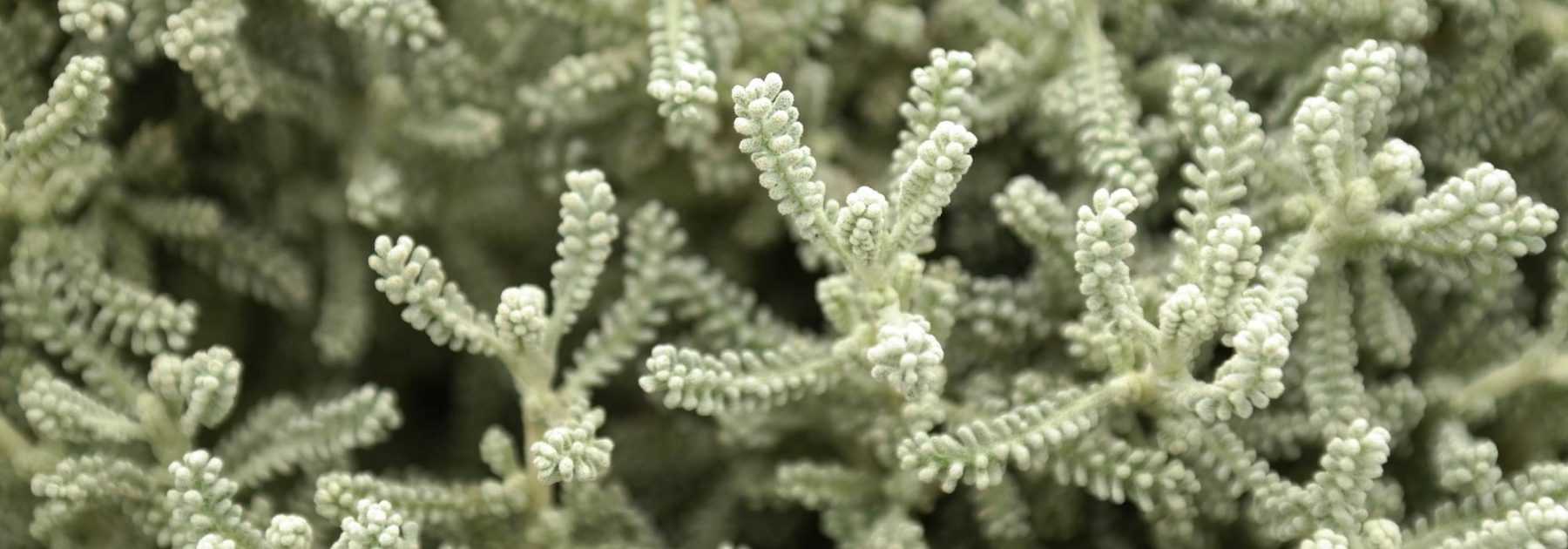 <em>Santolina</em>: planting, caring for, pruning