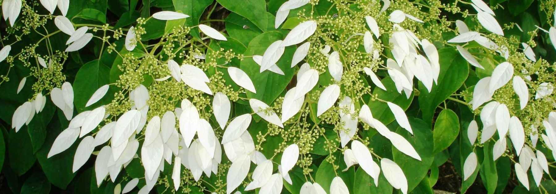 <em>Schizophragma hydrangeoides</em>: planting, cultivation, care