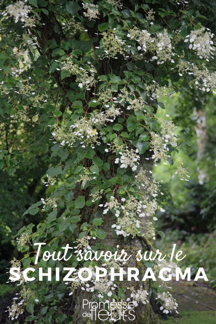 Schizophragma: Everything You Need to Know
Schizophragma is a captivating genus of climbing plants, often admired for its ornamental qualities and vigorous growth. Native to Asia, these climbers are perfect for adding vertical interest to your garden. In this article, we'll delve into everything you need to know about Schizophragma, from its botanical characteristics to its care requirements.
### Botanical Overview
Schizophragma belongs to the Hydrangeaceae family, closely related to the well-loved hydrangea. The name 'Schizophragma' derives from the Greek words 'schizo' meaning split, and 'phragma' meaning fence, referring to the plant's unique seed capsule structure.
### Popular Varieties
There are several popular varieties of Schizophragma that you might consider for your garden:
- **Schizophragma hydrangeoides**: Known as the Japanese hydrangea vine, this variety boasts white, lace-cap flowers that resemble those of hydrangeas.
- **Schizophragma integrifolium**: This variety features smoother, more integrated leaves and is known for its robust growth.
### Planting and Care
**Location**: Schizophragma thrives in partial shade, making it ideal for north-facing walls or areas with dappled sunlight. Avoid full sun locations, as this can scorch the leaves.
**Soil**: These climbers prefer well-drained, fertile soil. Amending your planting area with organic matter will help ensure healthy growth.
**Watering**: Regular watering is crucial, especially during dry spells. However, ensure the soil is well-drained to prevent root rot.
**Pruning**: Minimal pruning is required. Trim back any dead or overgrown branches in late winter or early spring to maintain the plant’s shape and health.
**Support**: As a climbing plant, Schizophragma needs a structure to support its growth. A trellis or wall with suitable anchoring points is ideal.
### Common Issues
**Pests and Diseases**: Schizophragma is relatively disease-resistant but can occasionally suffer from aphids and vine weevils. Regular monitoring and organic pest control measures can help manage these issues.
**Climbing Challenges**: Sometimes, Schizophragma may struggle to cling to overly smooth surfaces. Providing a rough texture or additional support can help the plant establish itself.
### Conclusion
Schizophragma is an excellent choice for gardeners looking to add a touch of elegance and height to their garden spaces. With proper care and the right location, these climbers will provide beautiful foliage and stunning blooms year after year. Whether you are a seasoned gardener or a beginner, Schizophragma is a rewarding addition to any garden. Climbing False Hydrangea: Everything You Need to Know