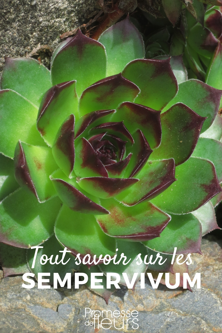 Sempervivum Beard: Everything You Need to Know Sempervivum, Houseleek - Cultivation Tips