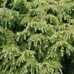 <em>Tsuga</em>, hemlock: planting, pruning and care