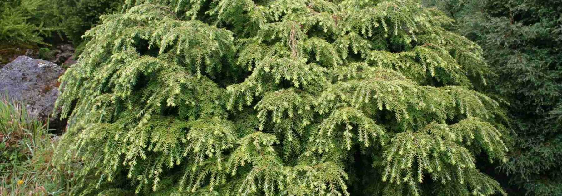 <em>Tsuga</em>, hemlock: planting, pruning and care