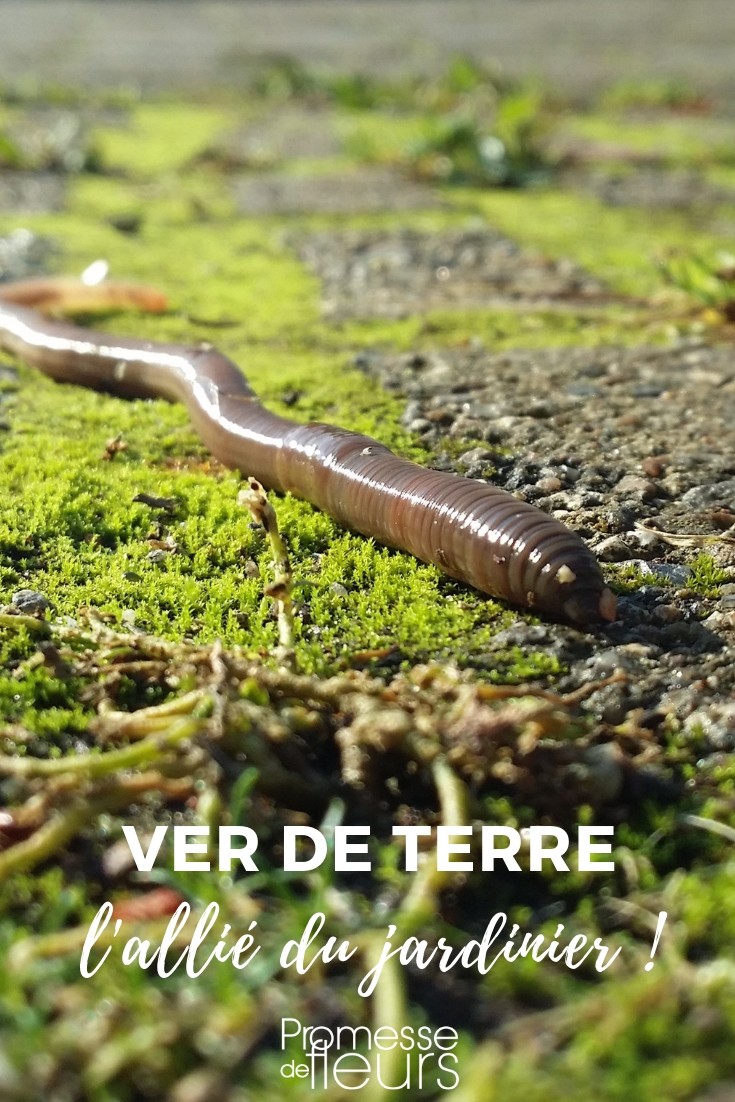 earthworm earthworm