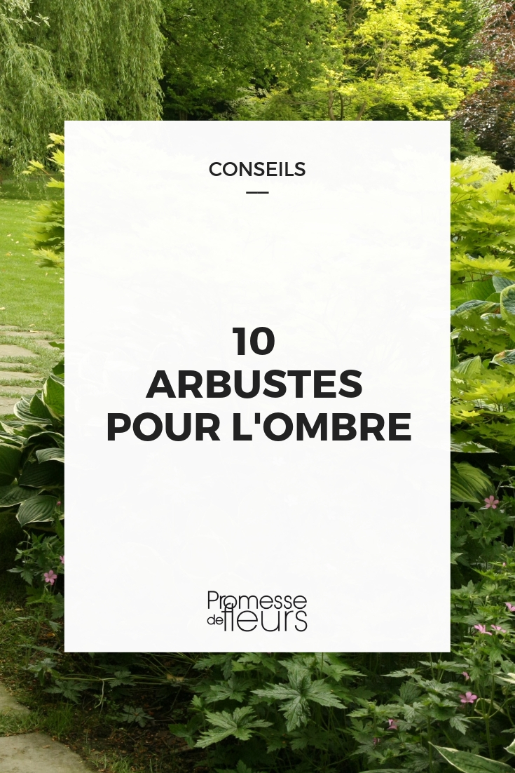 10 Shade Bushes Our Selection of Bushes for Shaded Areas